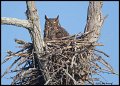 _2SB5911 great-horned owl on nest